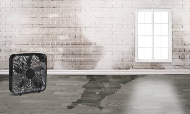 Best Professional water damage repair  in Home, WA